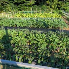 野菜の摘み取り販売