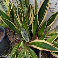 植木の画像