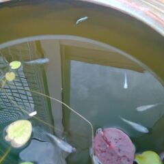 （一旦終了）メダカの赤ちゃんの画像