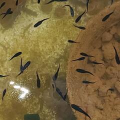 ブラックメダカミックスの幼魚20匹