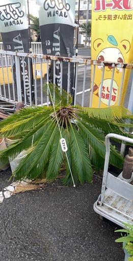 ソテツ 蘇鉄 鉢植え