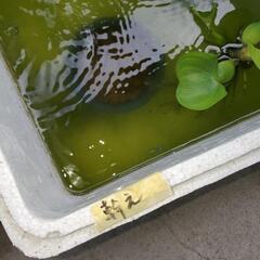 幹之メダカ幼魚20匹