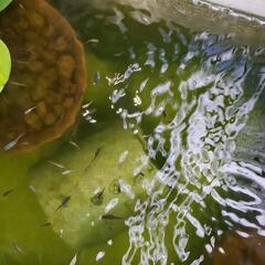 ミックスメダカ幼魚30匹