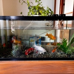 金魚と水槽セット
