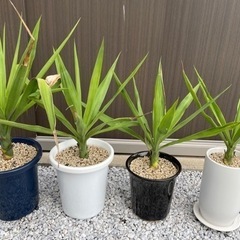 アガベなどの画像