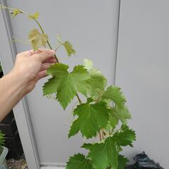選抜巨峰の苗木　ぶどう　苗