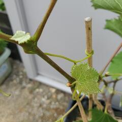 選抜巨峰の苗木　ぶどう　苗の画像