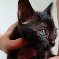 人なれ抜群　黒猫②　２か月