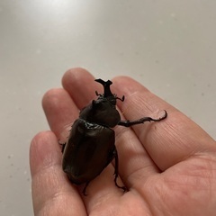カブトムシ成虫