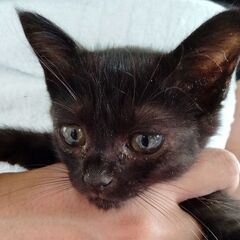 人なれ抜群　黒猫③　２か月