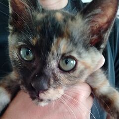 人なれ抜群　さび猫①　3か月