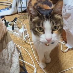 猫探して下さい