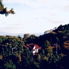 河津桜の河津町の土地　30万円 − 静岡県