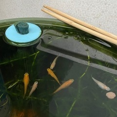 メダカ幼魚、卵の画像