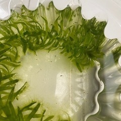 メダカ幼魚、卵の画像