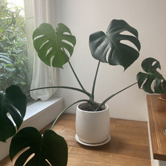 観葉植物　モンステラ 高さ75cm