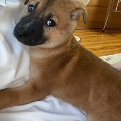 保護犬です