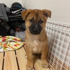 保護犬です - 尾道市