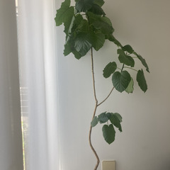 観葉植物　フィカス・ウンベラータ 高さ185cm