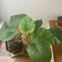 観葉植物　フィカス・ウンベラータ 高さ41cm 幅50cm