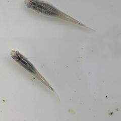 めだか　メダカ　マリンブルー　幼魚　10匹