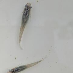 めだか　メダカ　マリンブルー　幼魚　10匹の画像
