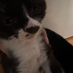 ５月中旬に産まれた子猫6匹の里親を探しています。