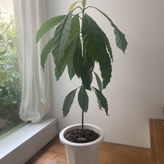 観葉植物 アボカド 高さ84cm