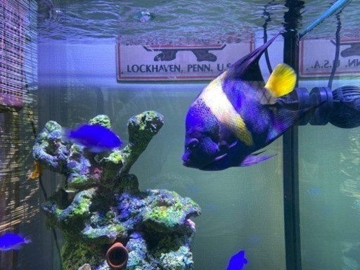 海水魚　アズファー（アラビアンエンゼル）のみでも可　　おまけ→カクレクマノミ　ブラックオセラリス　ルリスズメ