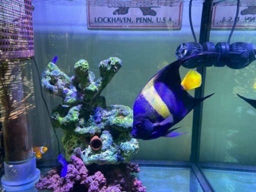 海水魚　アズファー（アラビアンエンゼル）のみでも可　　おまけ→カクレクマノミ　ブラックオセラリス　ルリスズメ