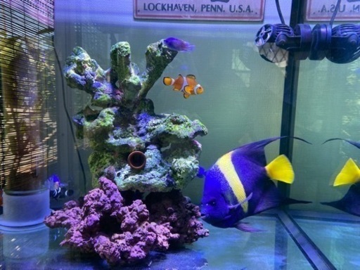 海水魚　アズファー（アラビアンエンゼル）のみでも可　　おまけ→カクレクマノミ　ブラックオセラリス　ルリスズメ