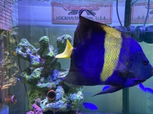 海水魚　アズファー（アラビアンエンゼル）のみでも可　　おまけ→カクレクマノミ　ブラックオセラリス　ルリスズメ