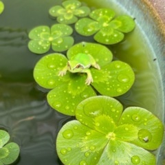 🐸各種水草多種 大量処分❣️無料プレゼント❣️の画像