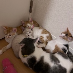 【里親募集】生後4ヶ月仲良し兄妹