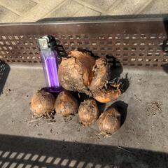 【廃棄】スイセン　エルリッチャーの球根です。の画像