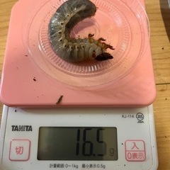 国産カブトムシの画像