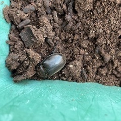 国産カブトムシの画像