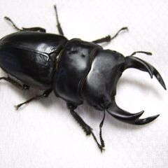 三重県産オオクワガタ F1 ♂66ミリ ♀43.2ミリ ペアの画像