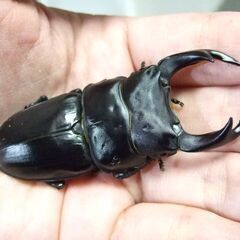三重県産オオクワガタ F1 ♂69.2ミリ ♀44.3ミリ ペアの画像