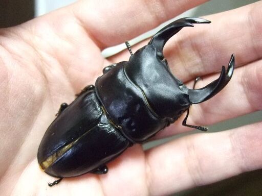三重県産オオクワガタ F1 ♂71.8ミリＢ品 ♀44.5ミリ ペア