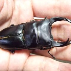 三重県産オオクワガタ F1 ♂71.8ミリＢ品 ♀44.5ミリ ペアの画像