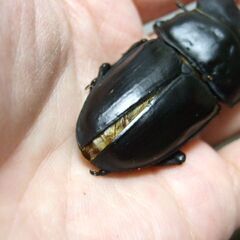 三重県産オオクワガタ F1 ♂71.8ミリＢ品 ♀44.5ミリ ペアの画像