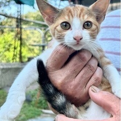ミケ子猫　推定３ヶ月