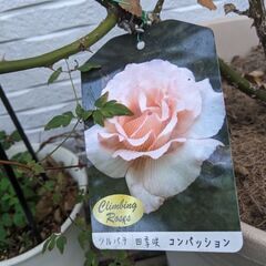 つるバラコンパッションの画像