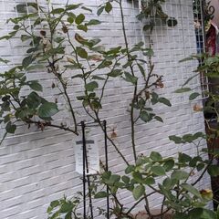 つるバラコンパッションの画像