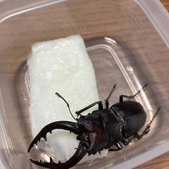 ノコギリクワガタ