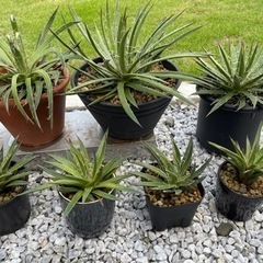 アガベなどの画像