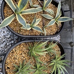 アガベなどの画像