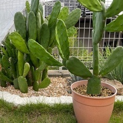 アガベなどの画像