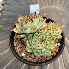 センペルビウム　綾桜